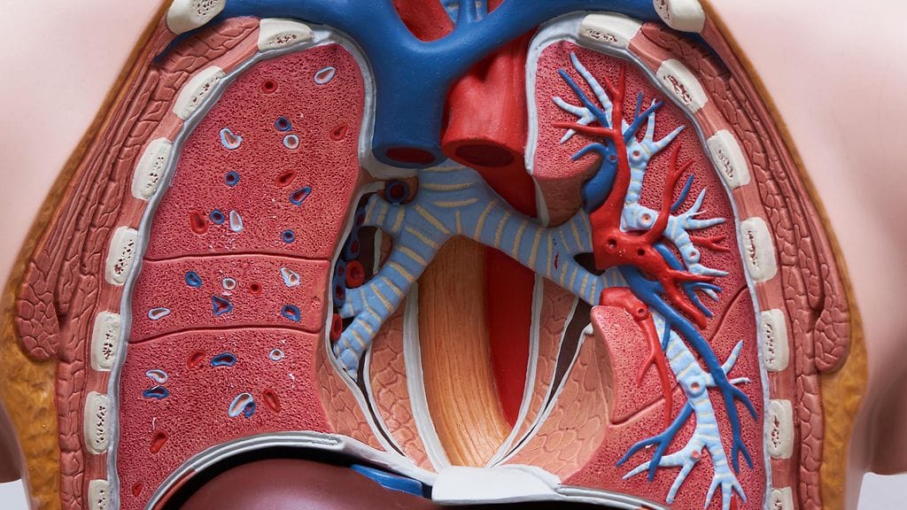 Keuhkot anatomiamallissa