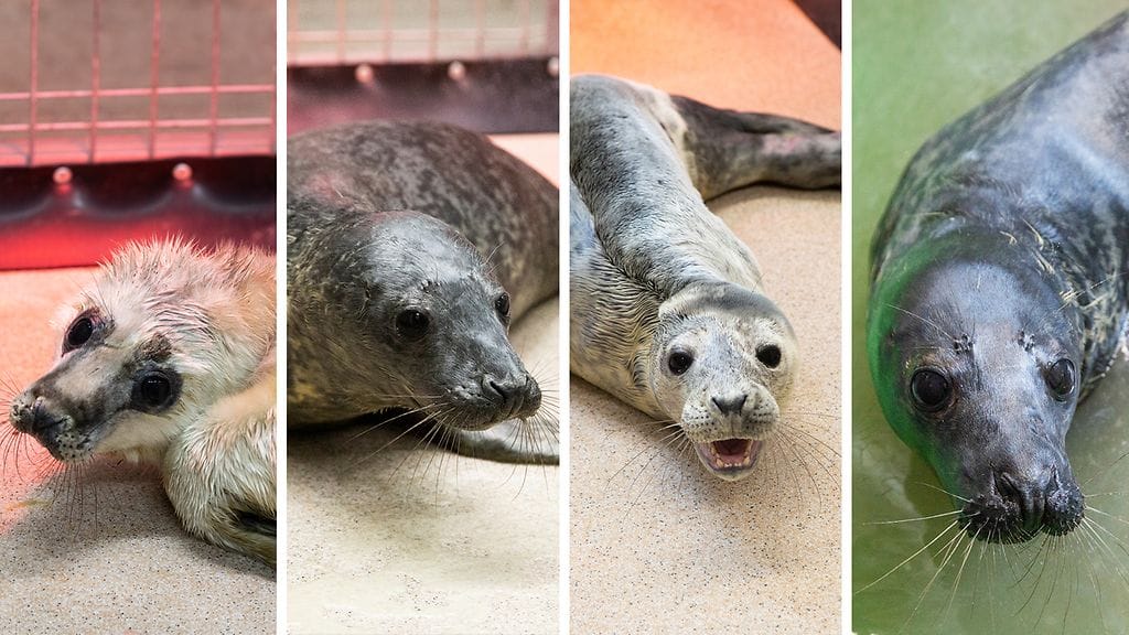 Korkeasaaren Villieläinsairaalassa hoidetaan parhaillaan neljää kuuttipotilasta. Sairaalassa toipuvat hylkeenpoikaset saavat polskia lasten kahluualtaassa ja pienimmille tarjotaan kalamössöä.