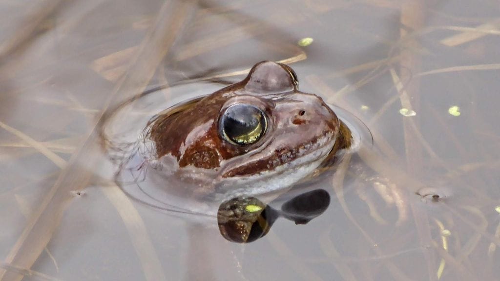 LUKIJAN KUVA Aatos Suominen kuvasi keväisen sammakon kurkistuksen Rääkkylässä Pohjois-Karjalassa 29.4.2024.