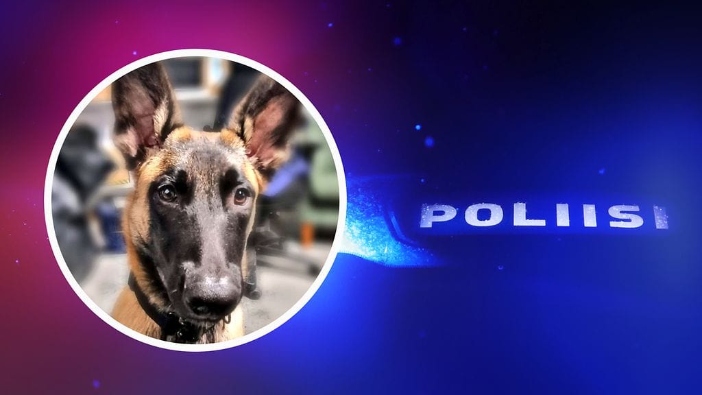 Koirapartion poliisikoirajuniori Redi jäljesti saaliilta maastoon, josta epäilty tavoitettiin ja otettiin kiinni Vantaalla, poliisi viestittää X:ssä.