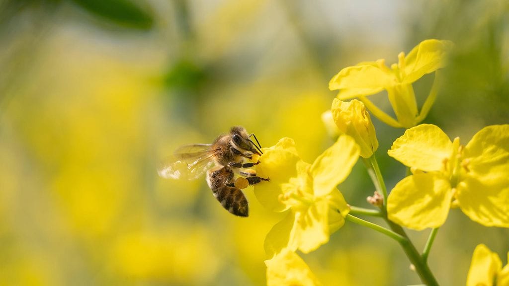 Lyijyllä terästetty kukka ei tiedä hyvää mehiläisille.