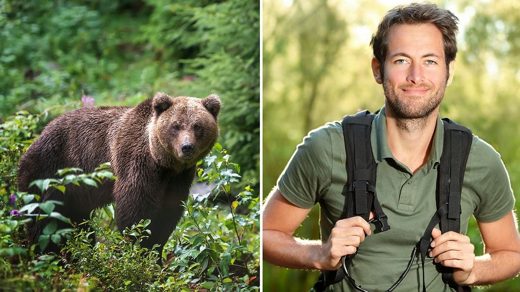 Kumman kohtaisit metsässä mieluummin: karhun vai miehen?