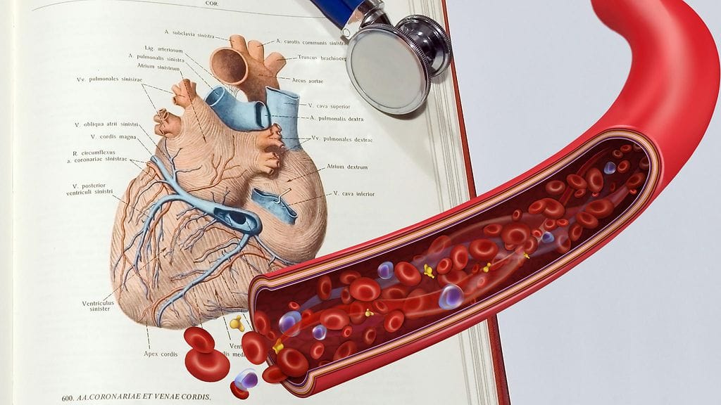 Osa verisuonista on kuin hiusta, osa paksua putkea.