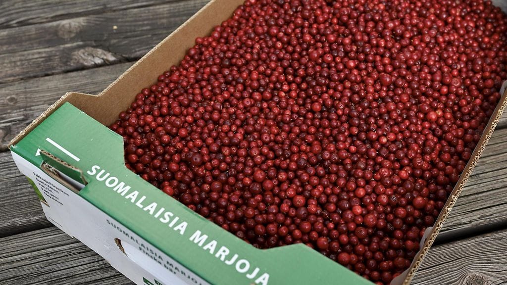 Työsuhteisuudella halutaan parantaa marjanpoimijoiden työoloja ja ansioita, joissa on ilmennyt paljon ongelmia.