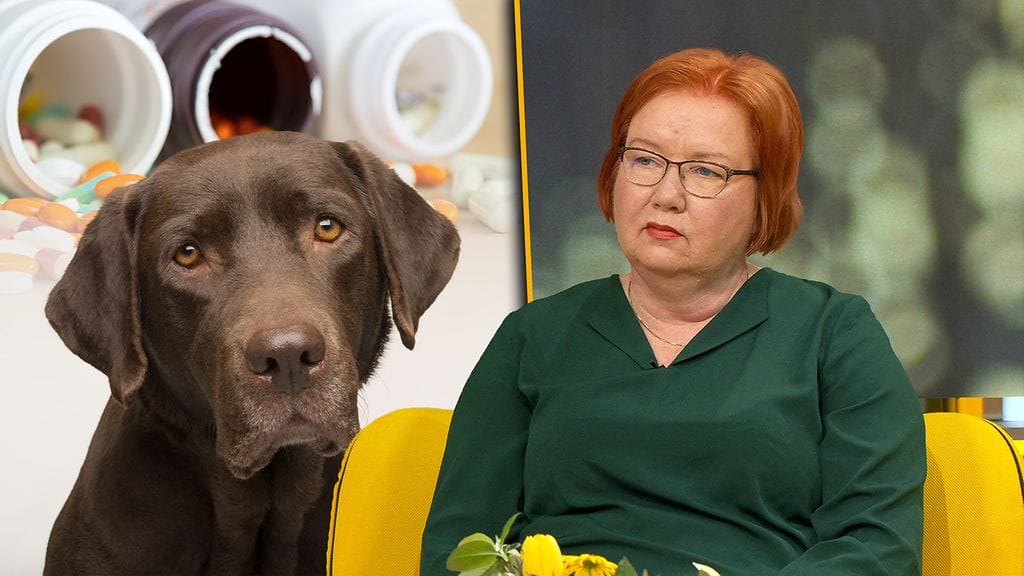 Mielialalääkkeistä haetaan apua lemmikkien käytösongelmiin