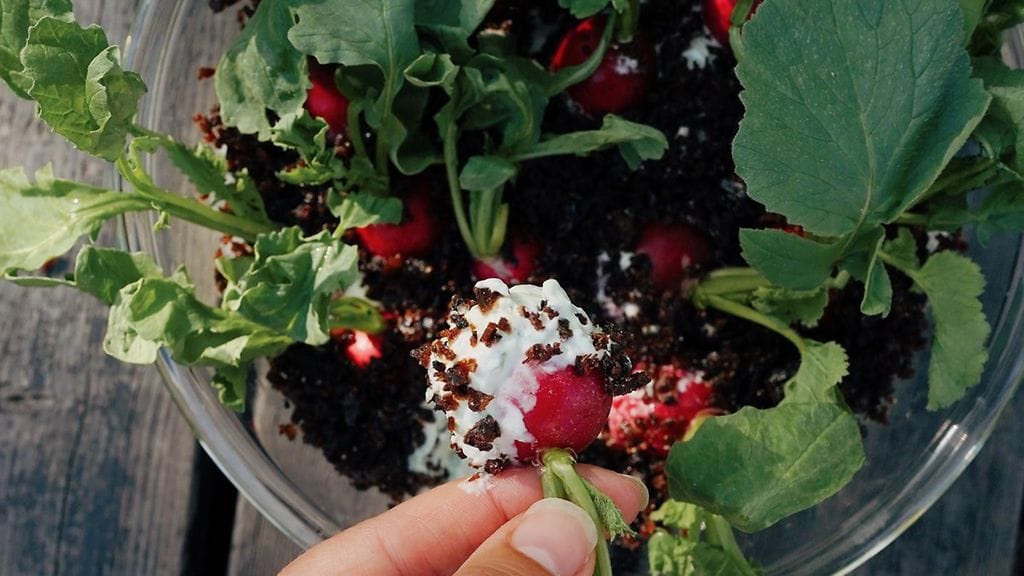 Tältä näyttää Bella Tablen retiisikasvimaa.