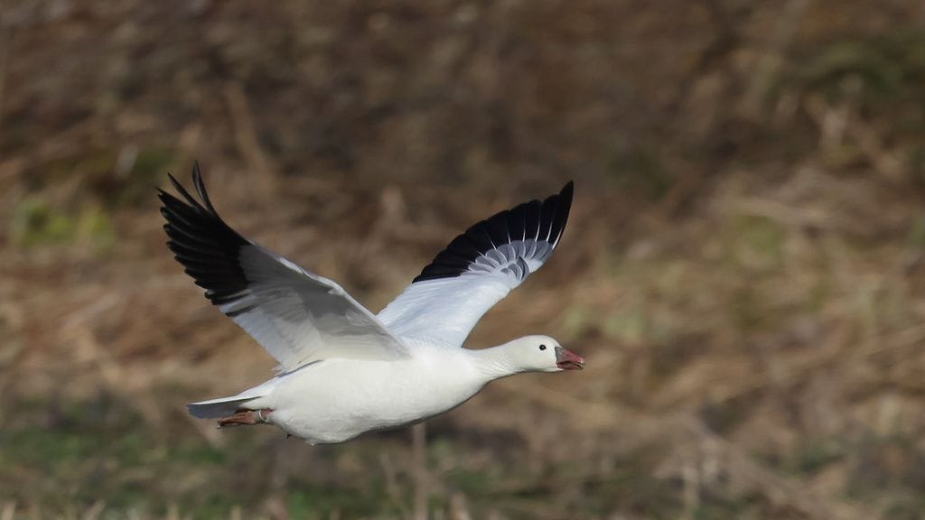 Kuopion Juankoskella bongattiin Eskimohanhi / Kuva: Arto Halttunen
