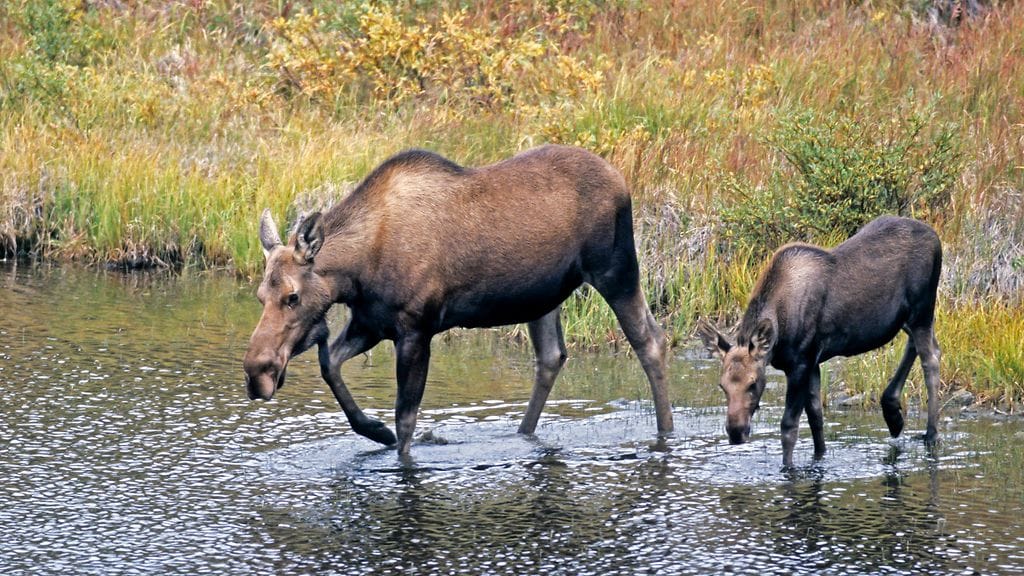 70-vuotias mies on kuollut hirviemon hyökättyä hänen kimppuunsa Homerissa Etelä-Alaskassa. Kuvituskuvan Alaskanhirviemo ja sen vasa eivät liity uutiseen.