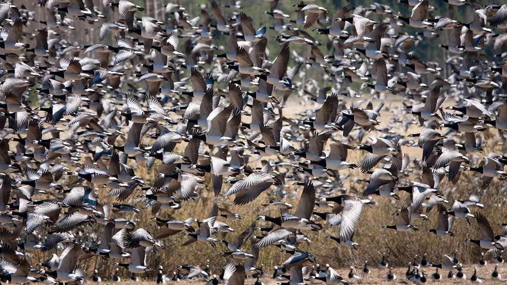 Valkoposkihanhia Rääkkylän Oravilahdella 15.5.2024.