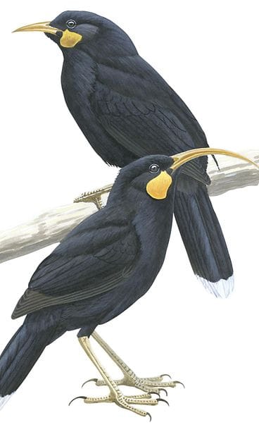 AOP Huia (Heteralocha acutirostris) on sukupuuttoon kuollut kookakolaji.