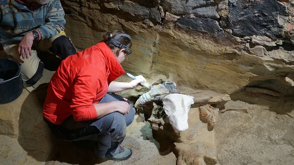 Itävaltalaisesta viinikellarista löytyi mammuttien jäänteitä. 2