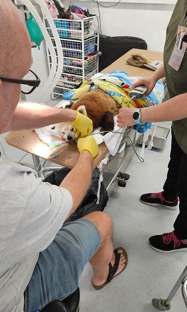 Kyy purema pikkupanda