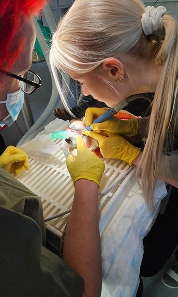 Kyy purema pikkupanda 3