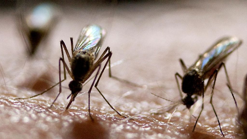 Syksyn poikkeuksellinen lämmin sää on saanut aikaan yhden kaikkien aikojen suurimmista hyönteisten syysvaelluksista Suomeen. Kuvituskuvassa hyttysiä.