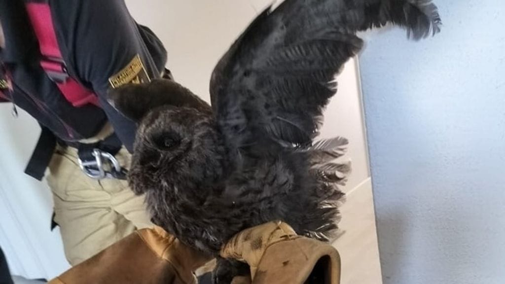 Nokinen pöllö saatiin pelastettua vahingoittumattomana. Kuva: Helsingin pelastuslaitos