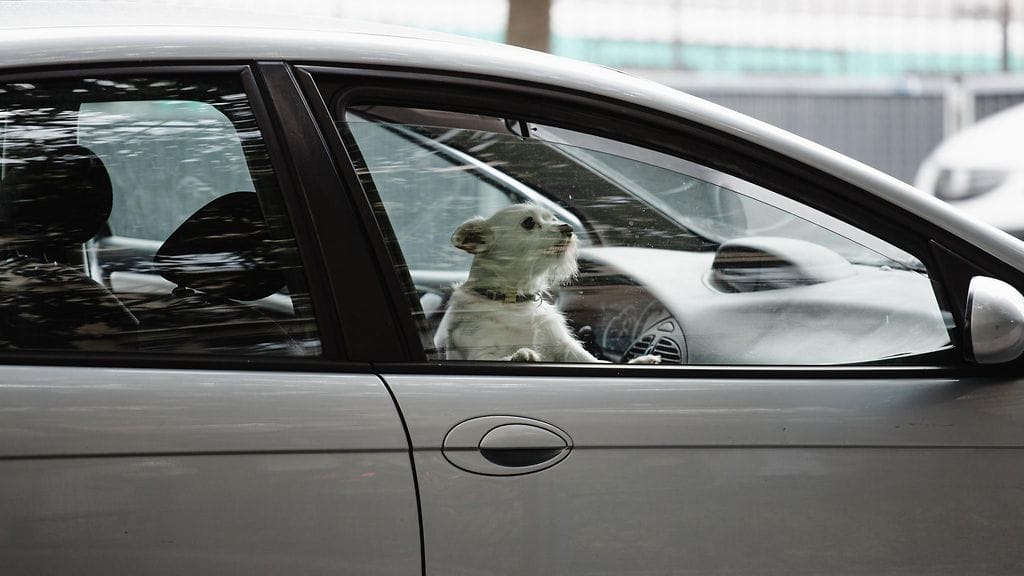 Kuvituskuva. Kuvassa oleva koira ja auto eivät liity tapaukseen.