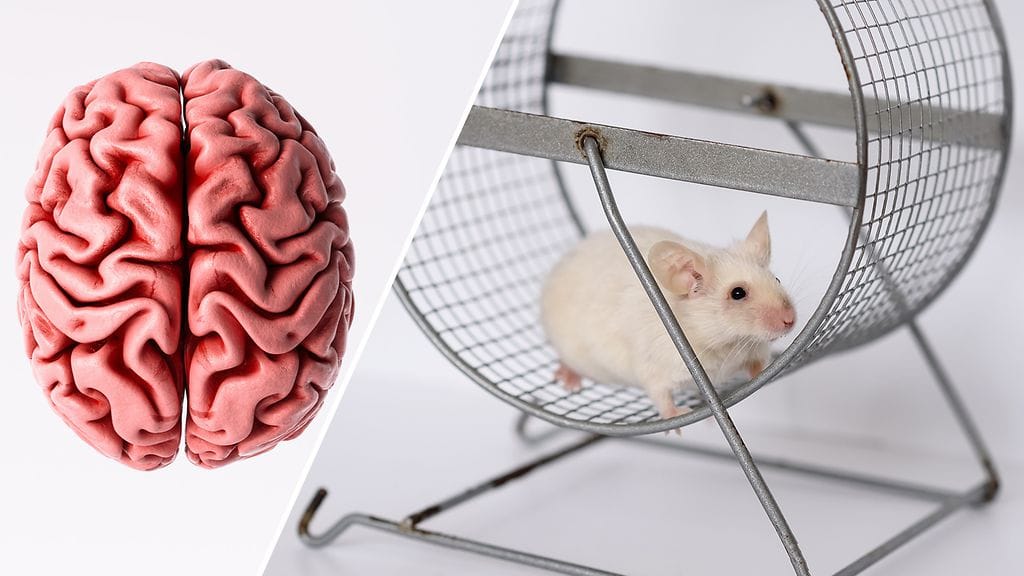 Uusi tutkimus antaa toivoa heille, joita liikunta ei innosta.