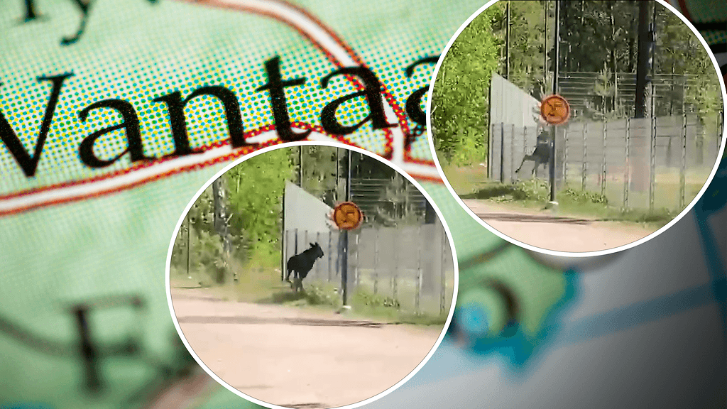 Artikkelikuva Hirvi hyppäsi aidan yli Vantaalla