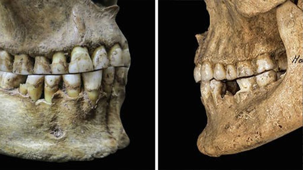 Ihmisten leuat ovat kutistuneet vuosisatojen saatossa.