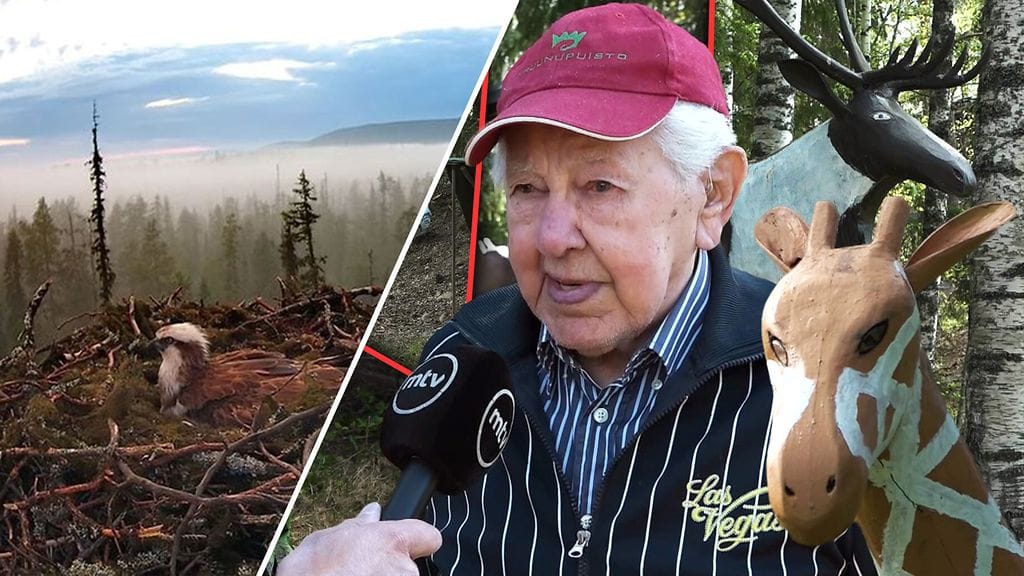 Muoniolainen sääksikamera tallensi jotain upeaa. Entä mikä on 99-vuotiaan Veikon harrastus?