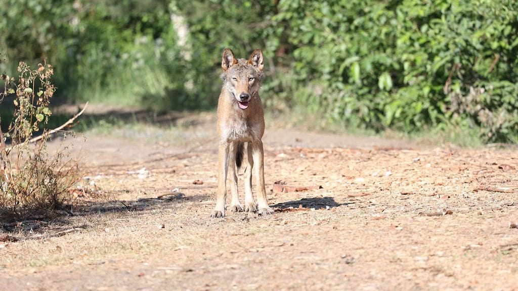 Susi katseli Henrikssonia noin 20 metrin päässä suoraan silmiin.