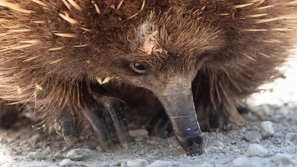 AOP Australialainen nokkasiili (echidna) kuvituskuvassa.