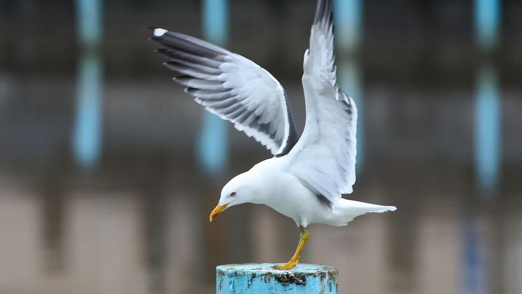Lintuinfluenssa on lintujen virustauti, jota esiintyy erityisesti vesilinnuilla.