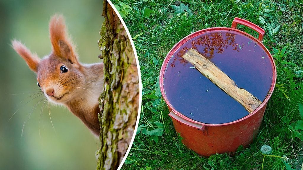Oikealla kuvassa saavi ja puupalikka, jonka avulla oravanpoikanen pelastui. Kuvan orava ei liity tapaukseen.