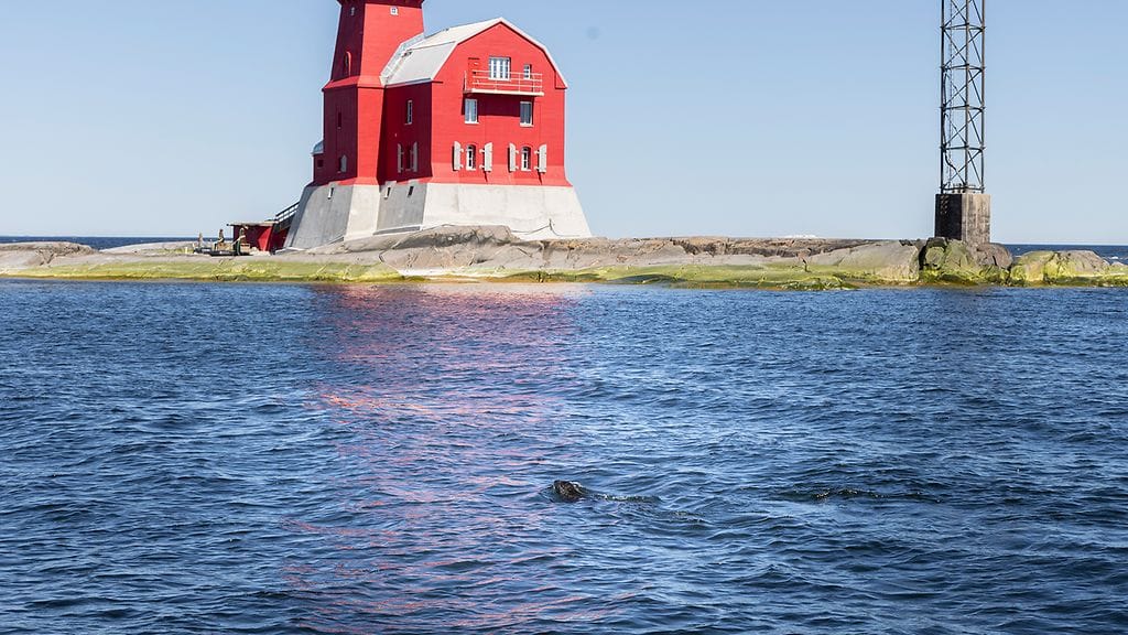Hylje suunnistaa kohti Kallbådanin majakkasaarta.