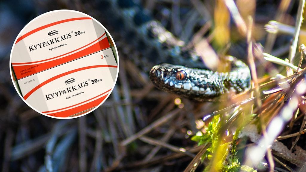 Kyypakkausta ei nimestään huolimatta suositella käytettäväksi ensiapuna kyyn puremaan.