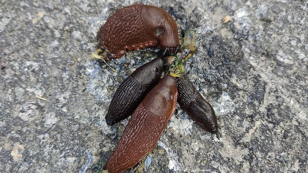 Espanjansiruetanoita syömässä lajitoveriaan Jyväskylässä 13.6.2024.