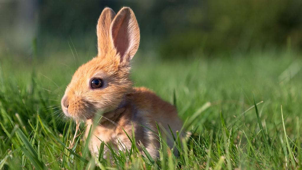 AOP Vauvapupu leikkii vihreällä nurmikolla, jänis, kani, lemmikki, kesä, kaninpoikainen.