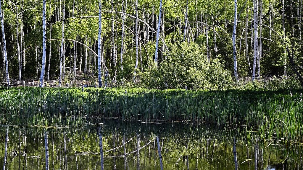 Kuvituskuvaa. Kosteikkorakentamista Itämeren suojeluun Inkoossa 21. toukokuuta 2024.