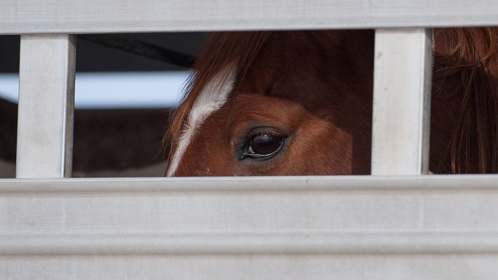 Kuvituskuva kuljetettavasta hevosesta. Hevosta koskevat pelastustehtävät voivat olla vaikeita, koska hevonen stressaantuu herkästi.