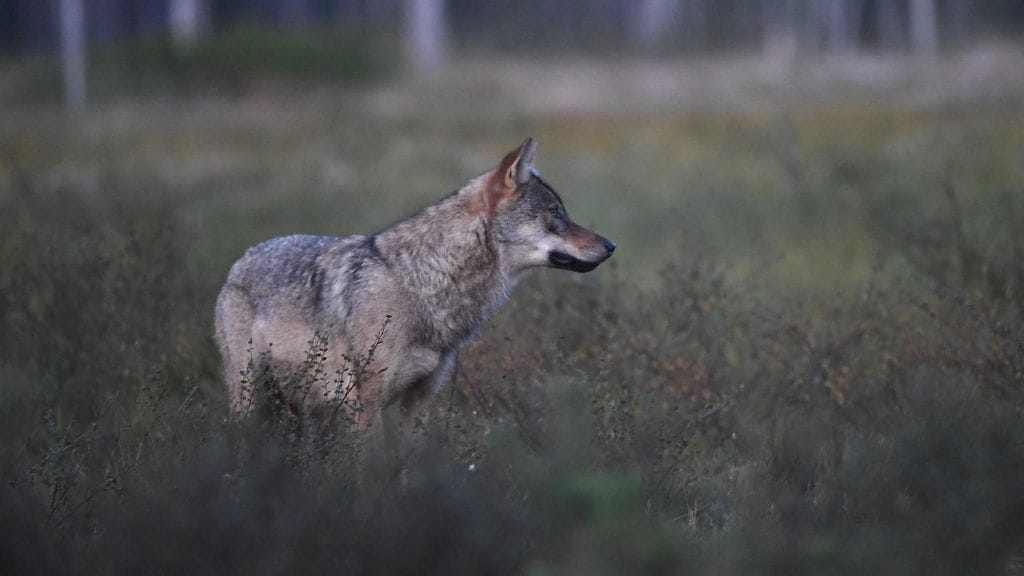 LK 18.6.2024 Susi (Canis lupus) Kuhmon rajavyöhykkeellä 16. elokuuta 2022.