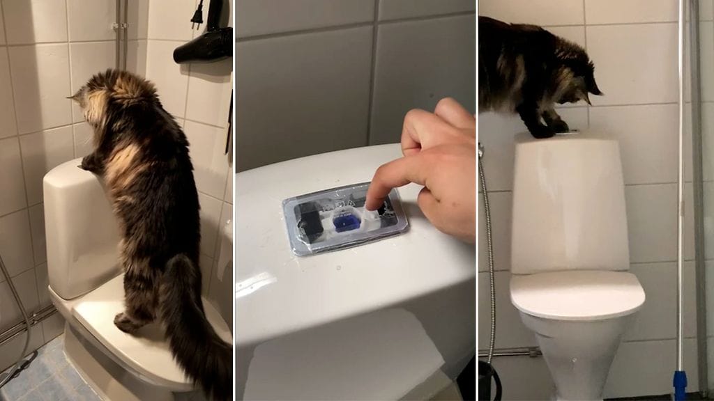 Mauri-kissa vessanpöntön kimpussa ja eväsrasianiksi