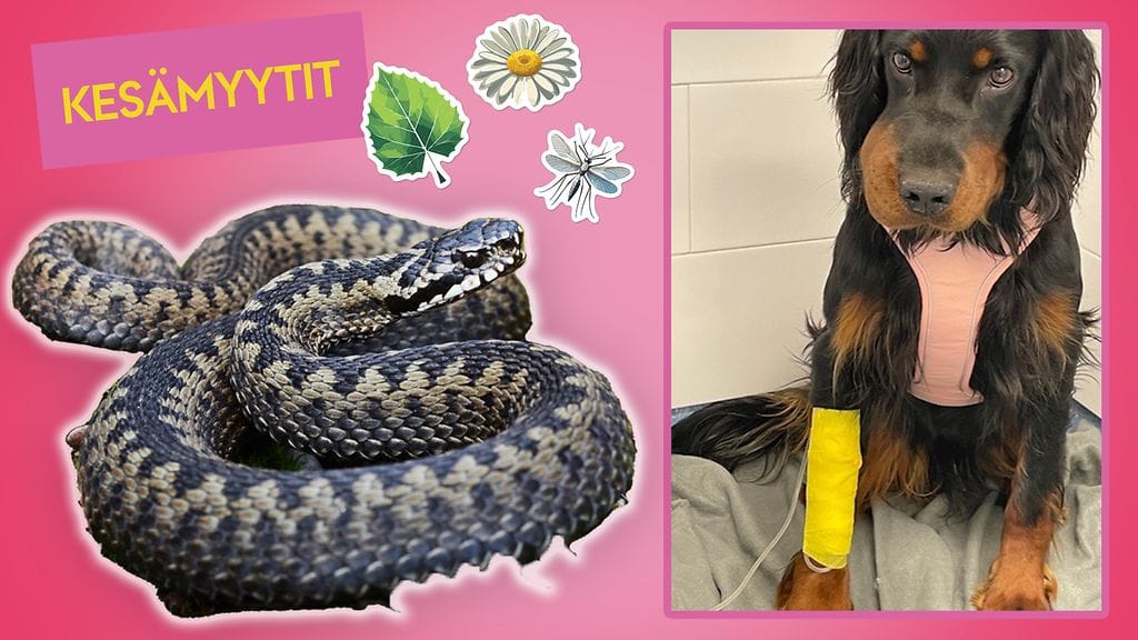 Koiralla kyyn purema voi aiheuttaa kuonon, pään ja korvien turvotusta, vaikka purema itsessään ei olisi kohdistunut näille alueille.