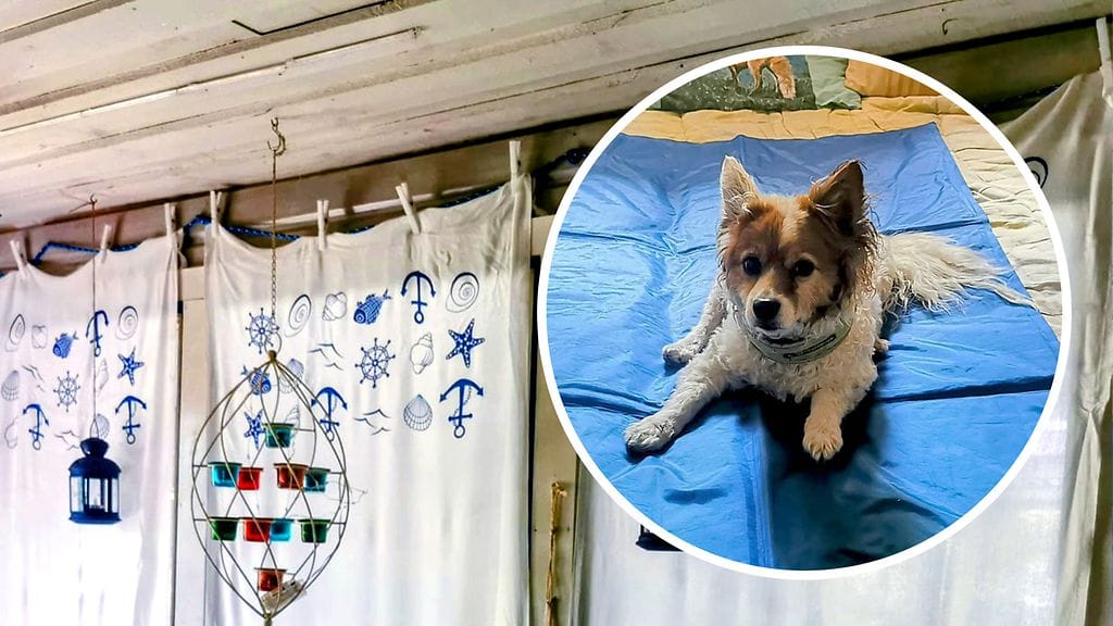 Riitta Koivisto viilentää mökkinsä hamam-pyyhkeistä tehdyillä verhovirityksillä. Lisäksi sekä Koivisto että tämän koirat (kuvassa Zorro) hyödyntävät viilennysalustoja.