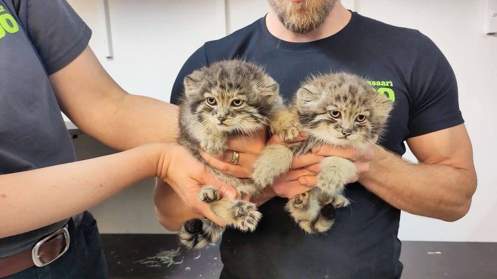 Ensimmäisiä kuvia manulinpennuista eläinlääkärin tarkastuksessa. Kuva: Korkeasaaren eläintarha