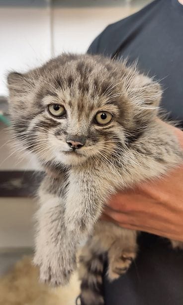 Manulinpennut. Kuva: Korkeasaaren eläintarha