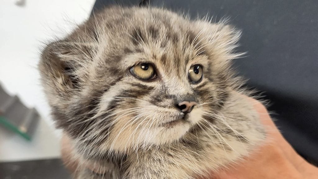 Korkeasaaren manulit ovat saaneet perheenlisäystä. Molemmat pennut ovat uroksia ja painavat noin puoli kiloa. Kuvassa toinen pennuista ensimmäisessä eläinlääkärin tarkastuksessa.