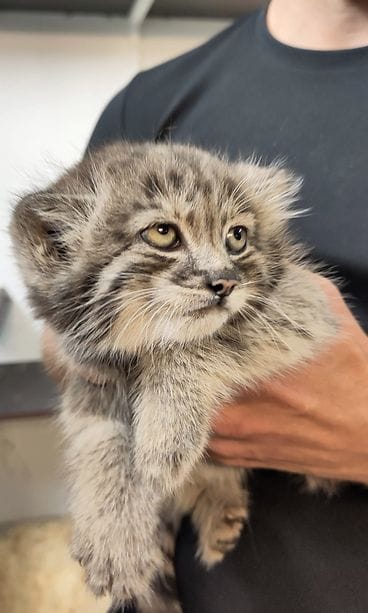 Manulinpentu. Kuva: Korkeasaaren eläintarha