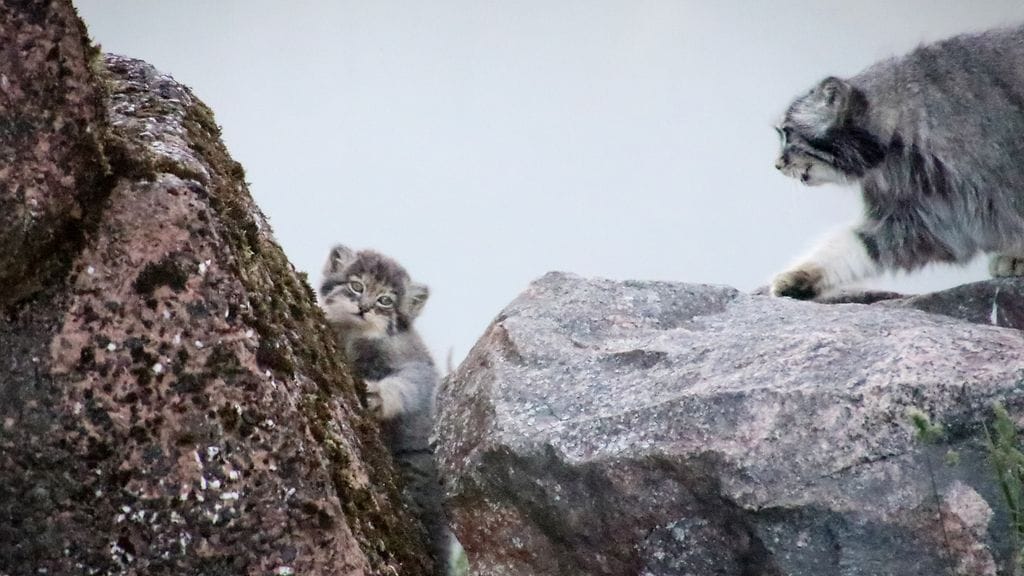 Manulinpennut ulkoilevat emonsa seurassa varsinkin iltaisin.