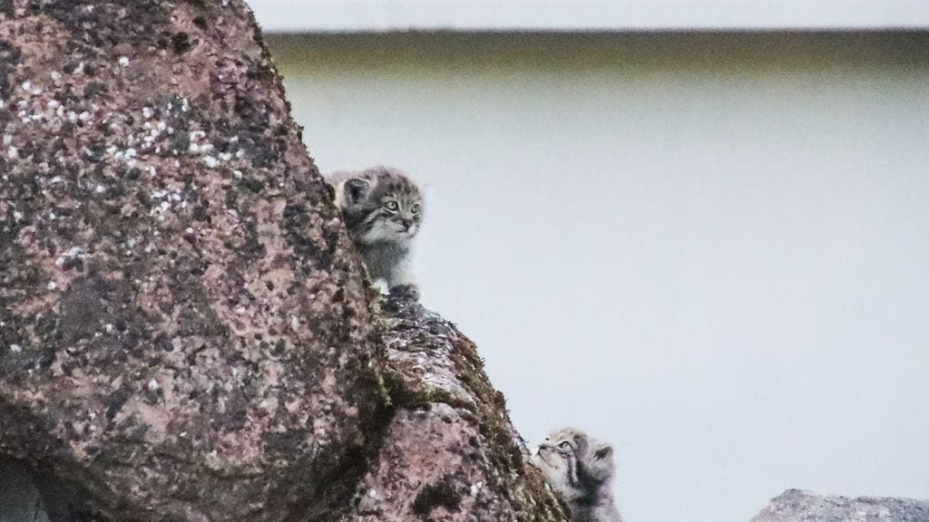 Manulinpennut nähtiin ulkoilemassa jo juhannuksena.
