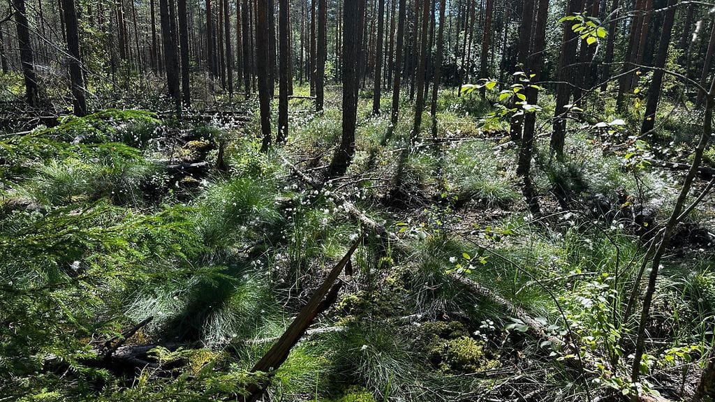 Ennallistettu suo liitetty Nuuksion kansallispuistoon