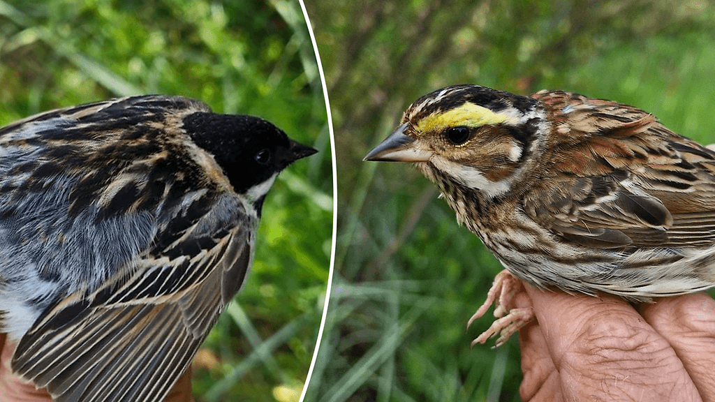 Kultakulmasirkusta (oikealla) on tehty Euroopassa alle 20 havaintoa.