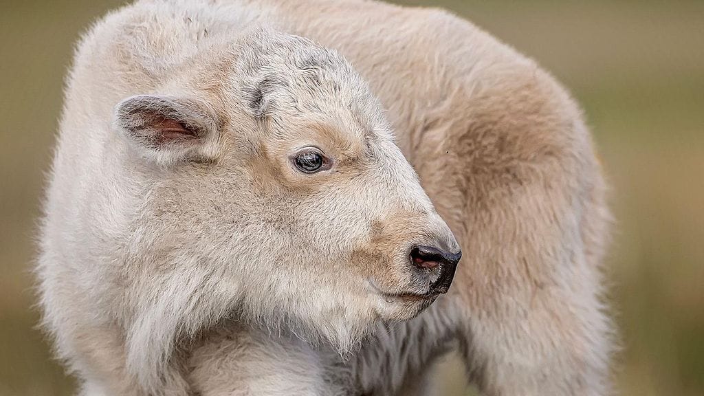 Arkistokuva: Valkoiset biisonit ovat harvinainen ilmiö, joka uskomuksen mukaan enteilee muutosta.