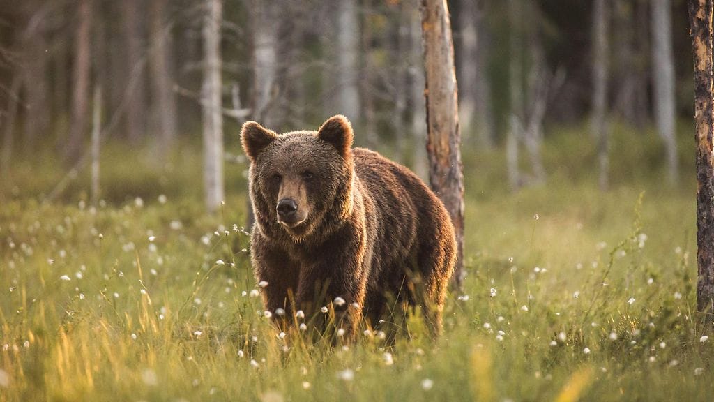 Arkistokuva karhusta metsässä.