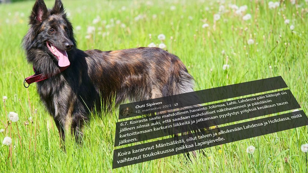 Mäntsäläläisen Outi Sipisen koira karkasi isänpäivänä ja on yhä kadoksissa.