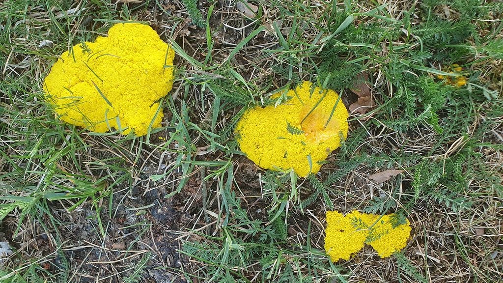 Tällainen eliö Maijan pihalle putkahti.